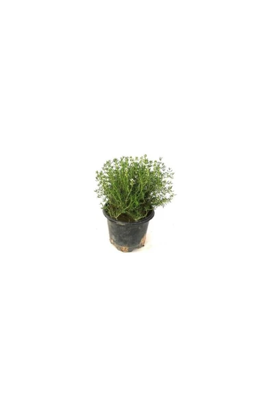 Saksılı Kekik Fidanı Potted Thyme Sapling 10-20 cm - Resim 2