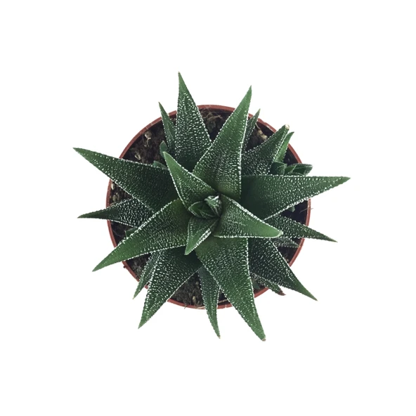 Haworthia Fasciata 'Concolor' (Sukulent) - Resim 2