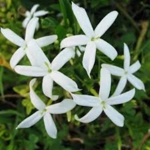 Saksılı Arap Yasemini Fidanı 10-20 cm - Resim 2