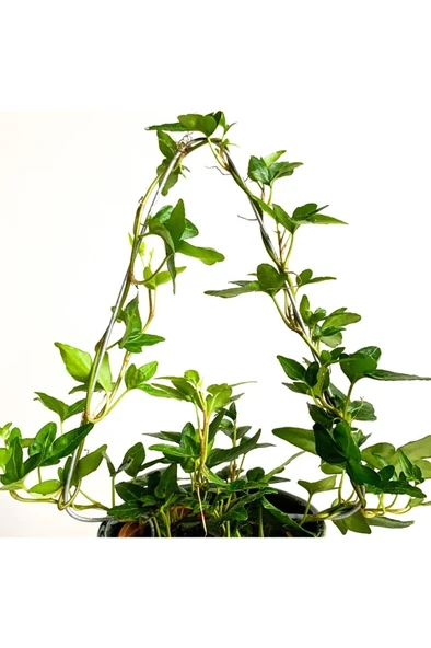 Hedera Helix Sarmaşık Bitkisi Fidanı 10-20 cm - Resim 2