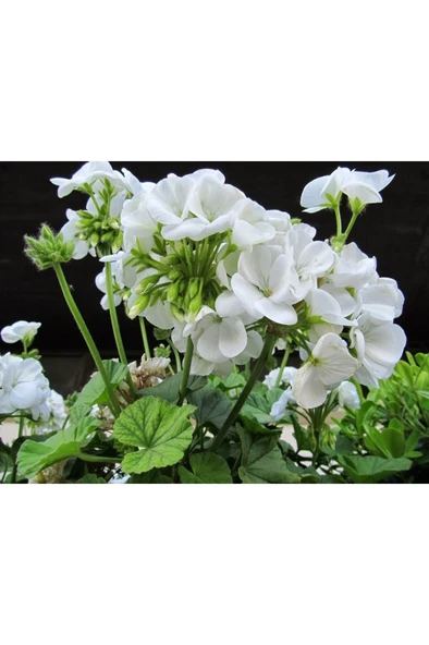 Canlı Saksılı Sardunya Çiçeği Fidanı-Beyaz 10-20 cm - Resim 2