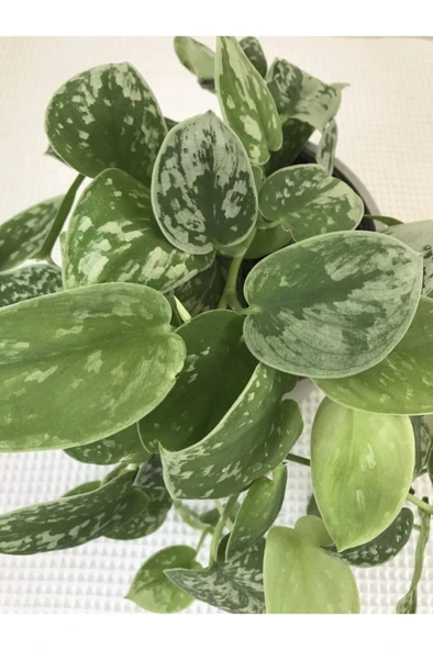Scindapsus Pictus / Saten Potos Sarmaşığı 10-20 cm - Resim 4