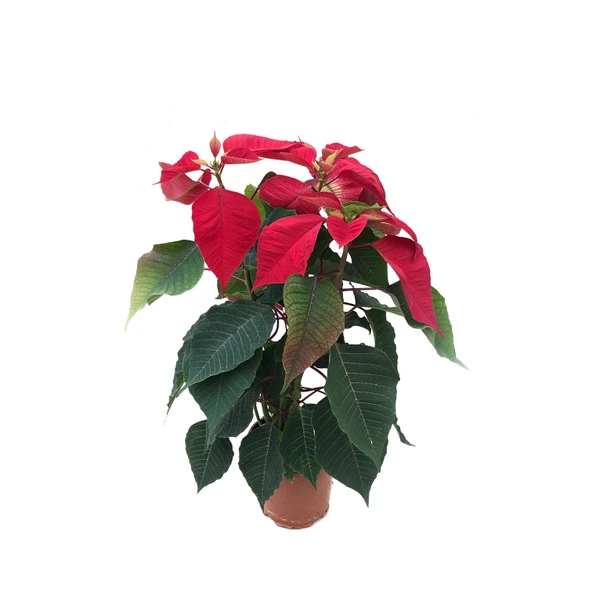 Euphorbia Pulcherrima (Atatürk Çiçeği) ürün görseli