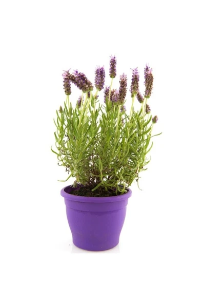 Saksıda Lavanta Çiçeği Fidanı 10-20 cm ürün görseli