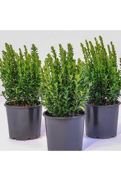 Tüplü Yeşil Taflan Fidanı Boy 10-20 cm ürün görseli