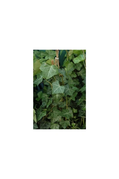 Duvar Sarmaşığı ( Hedera Helix ) Kaya Sarmaşığı Fidanı 10-20 cm - Resim 2