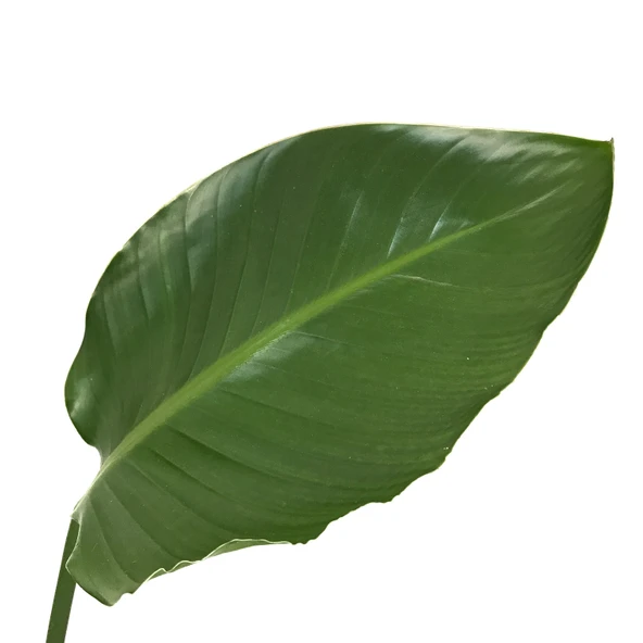 Strelitzia Nicolai (Cennet Kuşu Çiçeği) - Resim 2