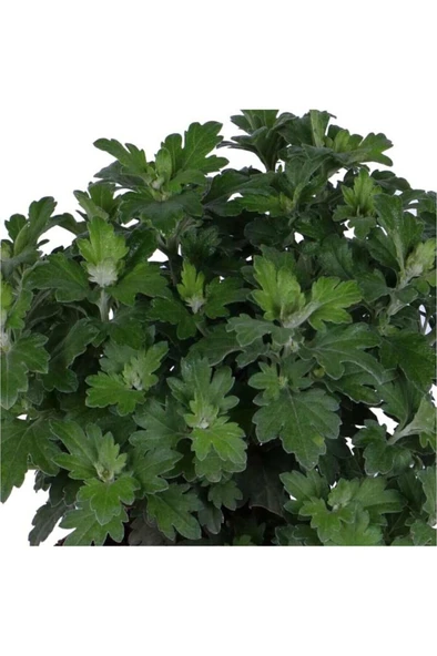 Kasımpatı Saksı’da (Chrysanthemum) Sarı Renk - Resim 3