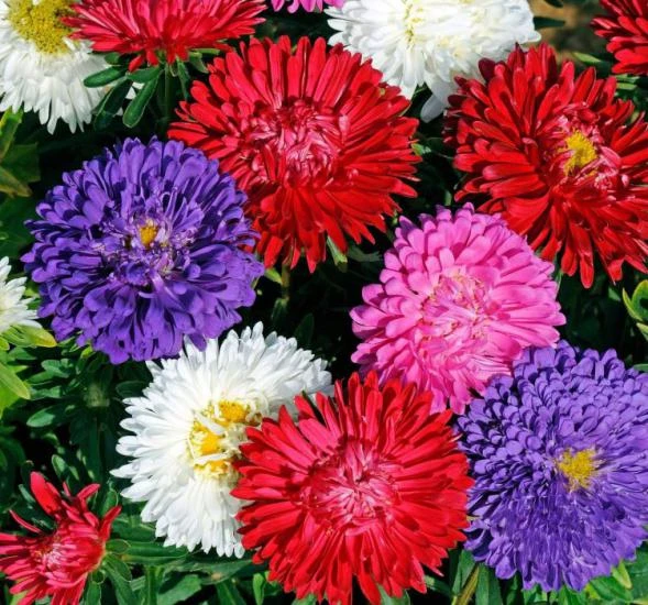 Kasımpatı Krizantem Chrysanthemum Karışık Renk Saksılı 10-20 cm - Resim 6