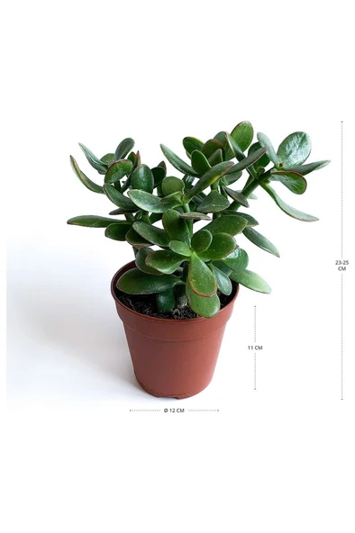 Crassula Ovata - Para Çiçeği Fidanı 10-20 cm - Resim 2