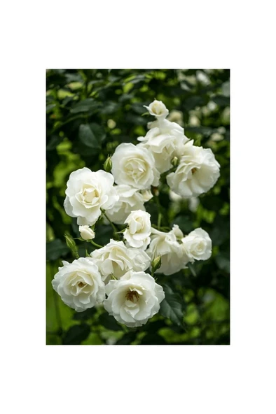 Gül Fidanı Kokulu 10-20 cm ürün görseli