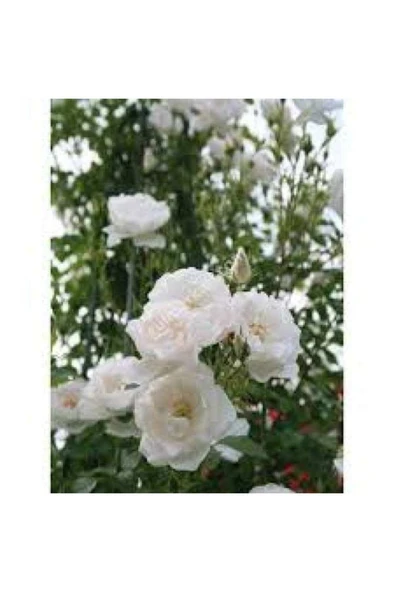 Tüplü Beyaz Sarmaşık Yediveren Gül Fidanı 10-20 cm ürün görseli