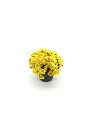 Sarı Kasımpatı Krizantem Chrysanthemum 10-20 cm - Resim 2