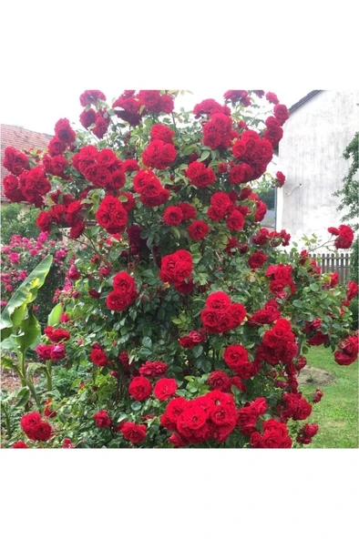 Gül Fidanı Kırmızı Gül Fidanı Kokulu Yediveren Sarmaşık 10-20 cm - Resim 3