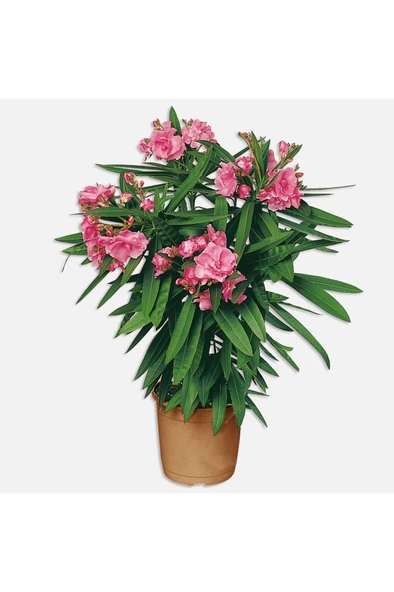 Zakkum Fidanı 30-60 cm ürün görseli