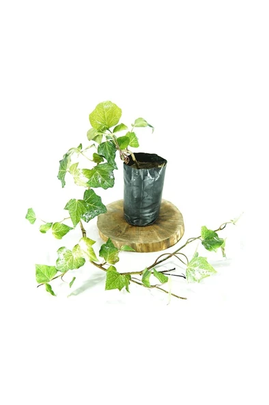 Kaya Sarmaşığı Fidanı Yeşil 10-20 cm - Resim 3