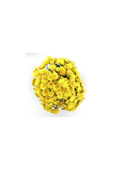 Sarı Kasımpatı Krizantem Chrysanthemum 10-20 cm - Resim 3