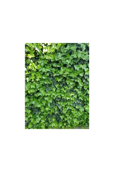 Duvar Sarmaşığı ( Hedera Helix ) Kaya Sarmaşığı Fidanı 10-20 cm - Resim 5