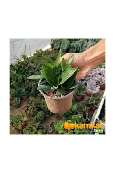 Bodur Paşa Kılıcı Çiçeği Fidanı 10-20 cm - Resim 3