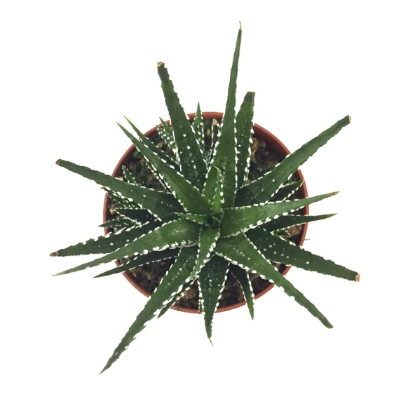 Haworthia Fasciata (Sukulent) - Resim 2