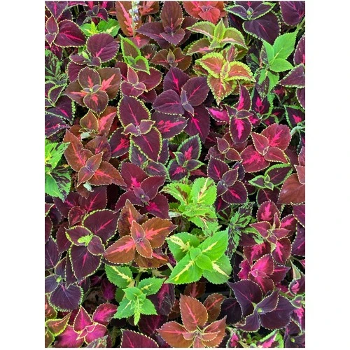 Yaprak Güzeli Cam Güzeli Çiçeği Özel Renk 10-20 cm - Resim 2