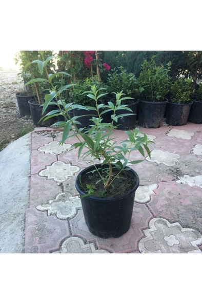 Saksıda Kokulu Limon Otu Melisa Fidanı 10-20 cm ürün görseli