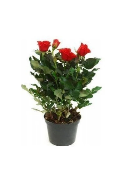 Yediveren Kırmızı Çıtır Minyatür Gül Fidanı Bodur Gül 10-20 cm ürün görseli