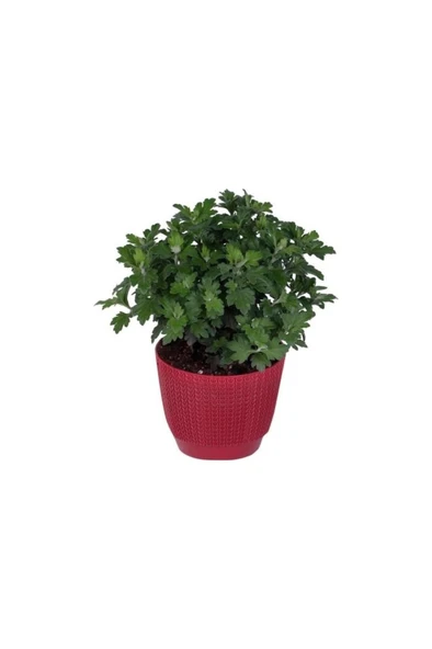 Altuni Sarı Kasımpatı Krizantem Chrysanthemum 10-20 cm - Resim 2