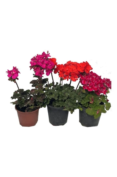 Sardunya Çiçeği Fidanı Kırmızı 10-20 cm - Resim 2