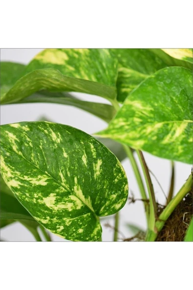 Pothos Salon Sarmaşığı Fidanı 10-20 cm ürün görseli