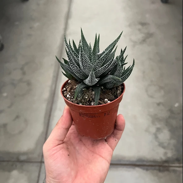 Haworthia Fasciata 'Concolor' (Sukulent) - Resim 3