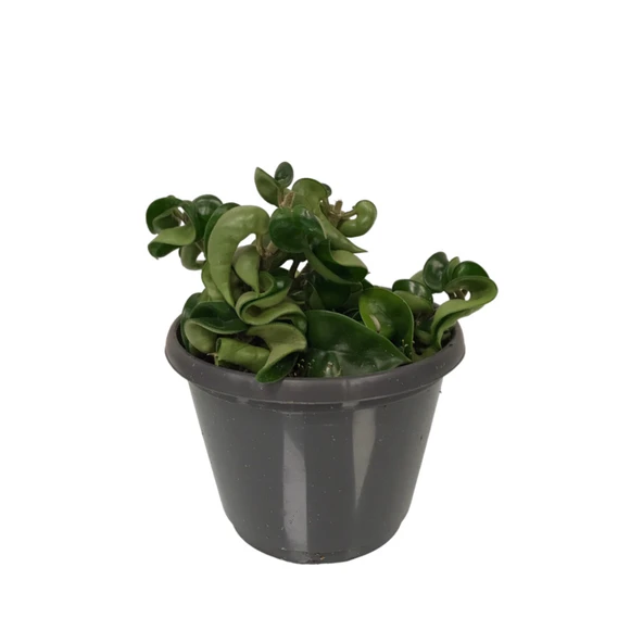 Hoya Carnosa 'Compacta' (Mum Çiçeği) ürün görseli