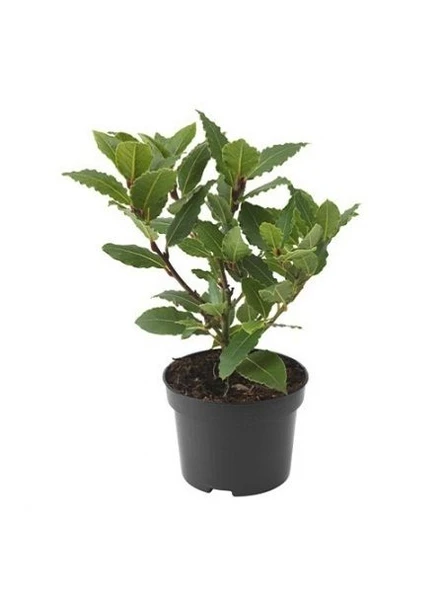 Laurus Nobilis Defne Fidanı 10-20 cm ürün görseli