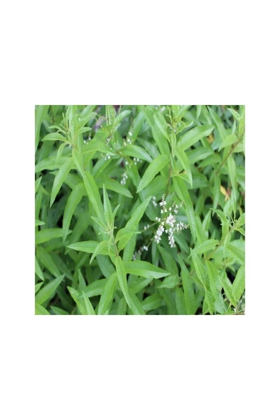 Limon Otu Çiçeği Fidanı 10-20 cm ürün görseli