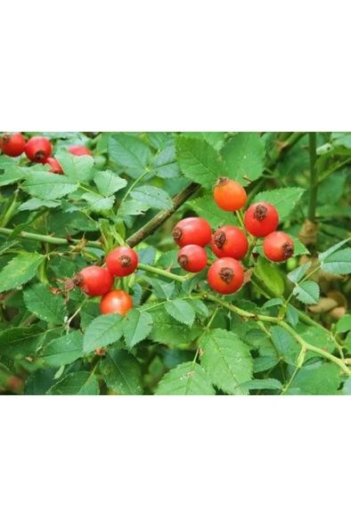 Kuşburnu Fidanı Fidesi 10-20 cm ürün görseli