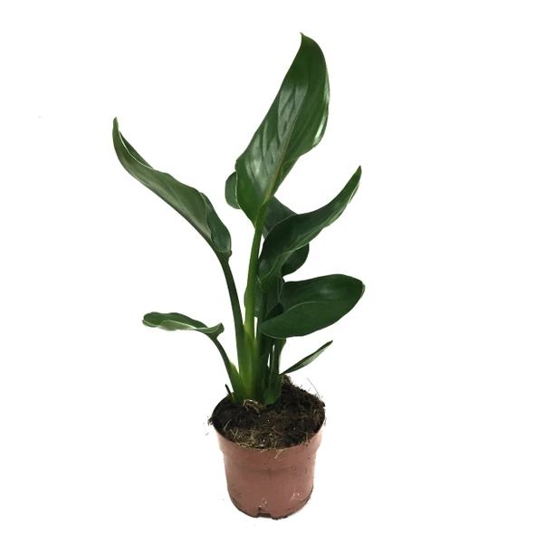 Strelitzia Reginae (Cennet Kuşu Çiçeği) ürün görseli