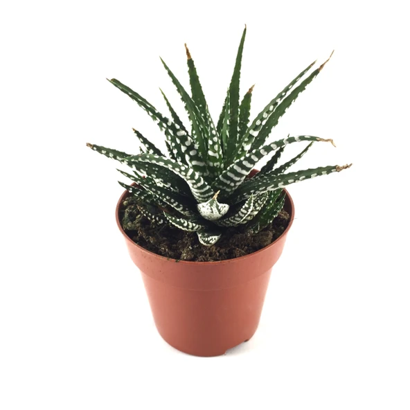 Haworthia Fasciata (Sukulent) ürün görseli