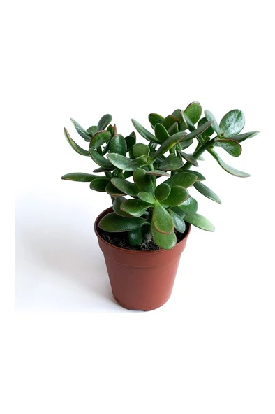Crassula Ovata - Para Çiçeği Fidanı 10-20 cm ürün görseli