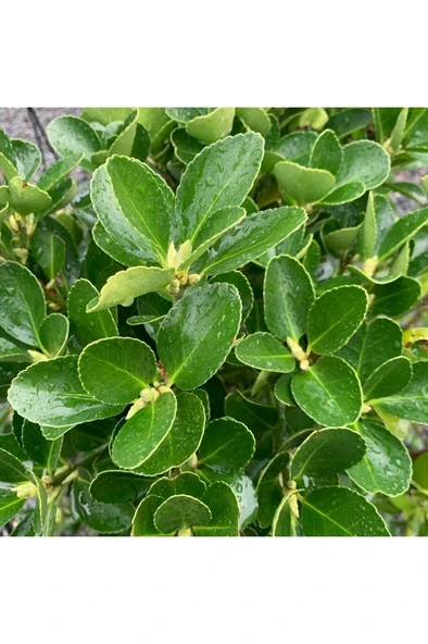 Yeşil Taflan Fidanı 10-20 cm - Resim 3