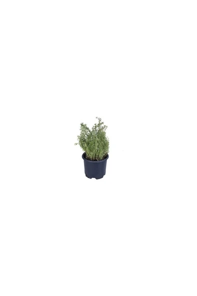Saksılı Kekik Fidanı Potted Thyme Sapling 10-20 cm - Resim 3