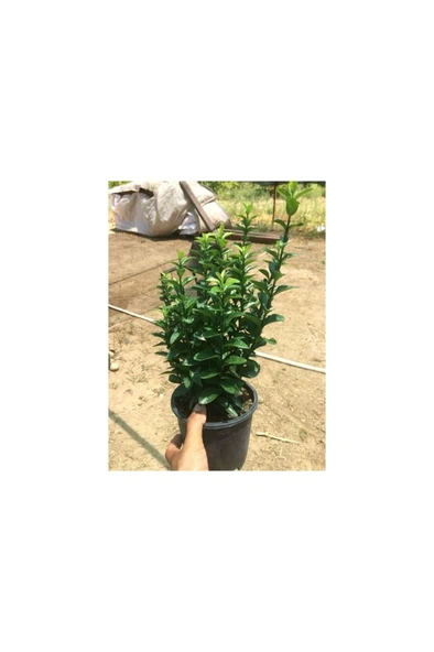 Yeşil Taflan Fidanı - Euonymus Japonıcus 10-20 cm ürün görseli