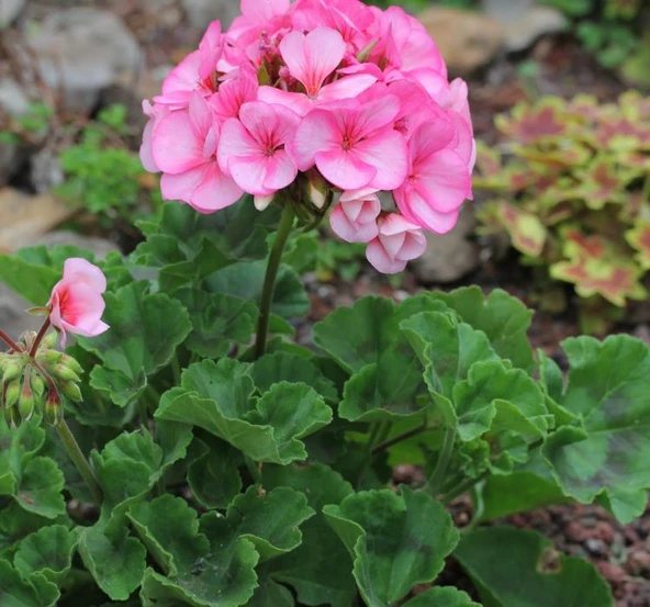 Pink Pembe Sardunya Çiçeği Fidesi 10-20 cm - Resim 4