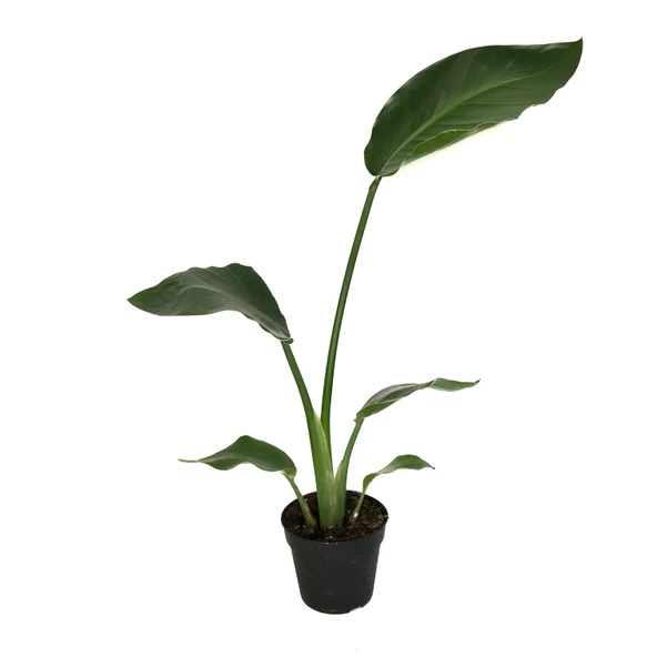 Strelitzia Nicolai (Cennet Kuşu Çiçeği) ürün görseli