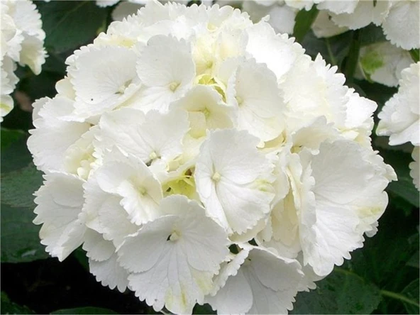 Ortanca Fidanı Hydrangea Macrophylla , Beyaz 10-20 cm ürün görseli