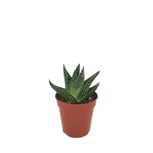 Gasterhaworthia 'Royal Highness' (Sukulent) Ø5,5 CM Y0-10 CM ürün görseli