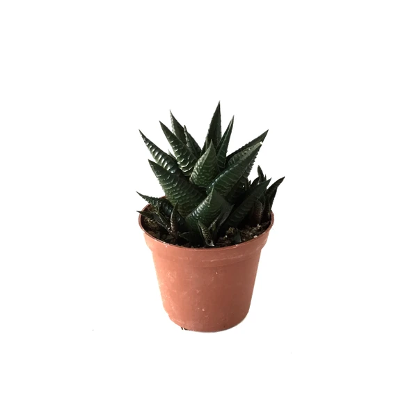 Haworthia Limifolia (Sukulent) ürün görseli