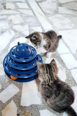 3 Katlı 3 Toplu Kedi Oyuncağı ürün görseli