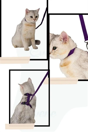 Ayarlanabilir Kedi Boyun ve Göğüs Gezdirme Tasması Renkli - Resim 3