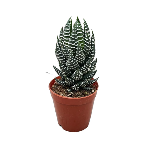 Haworthia Reinwardtii (Sukulent) ürün görseli