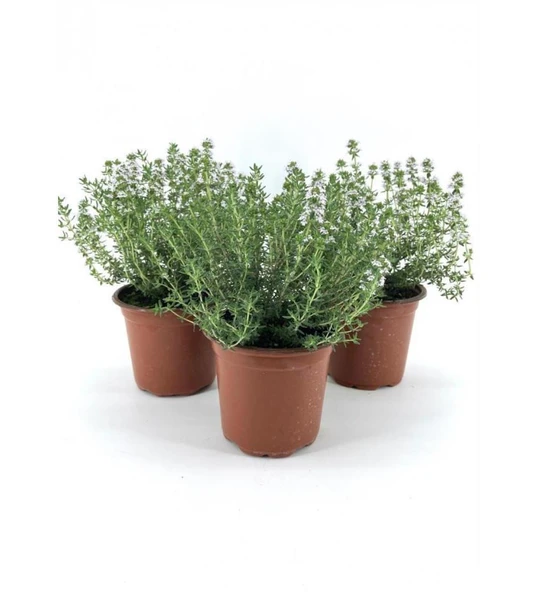 Dağ Bahçe Kekiği Fidanı 10-20 Cm 5 Adet Thymus Vulgaris - Resim 2